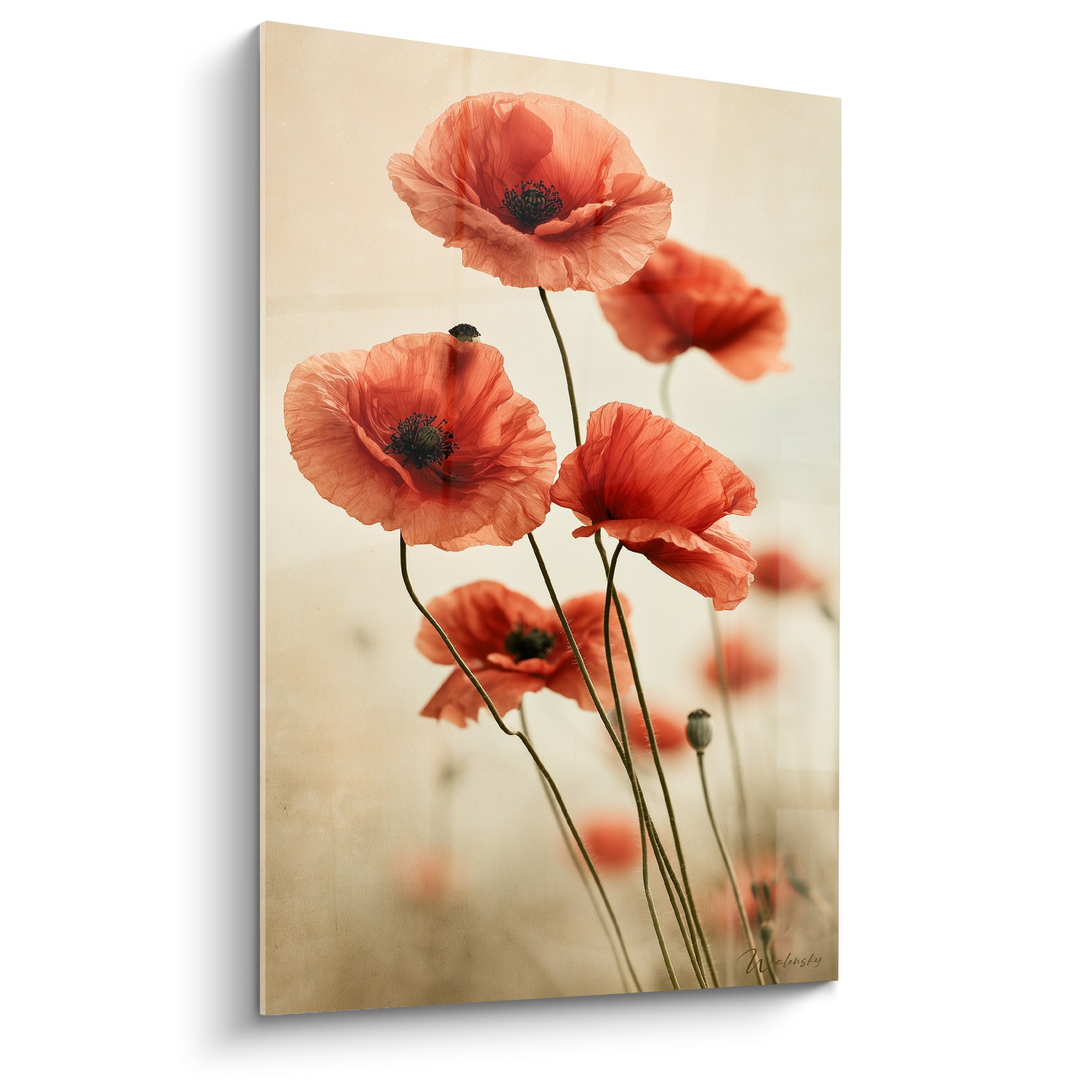 Coquelicots rouges aux pétales délicats sur fond beige sablé, tiges fines et cœurs sombres visibles