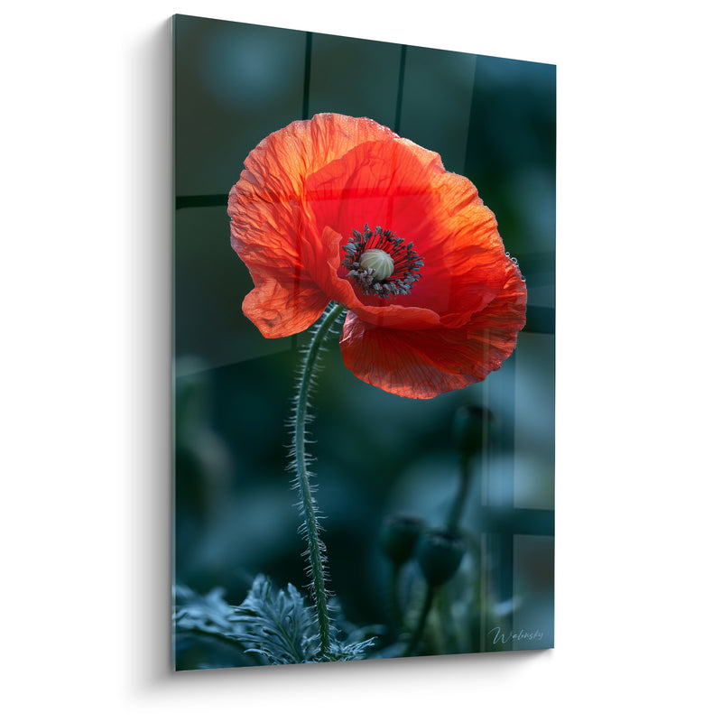 Tableau Coquelicot orange et vert à la tige hérissée - Photographie botanique nocturne - Edition Coquelicot