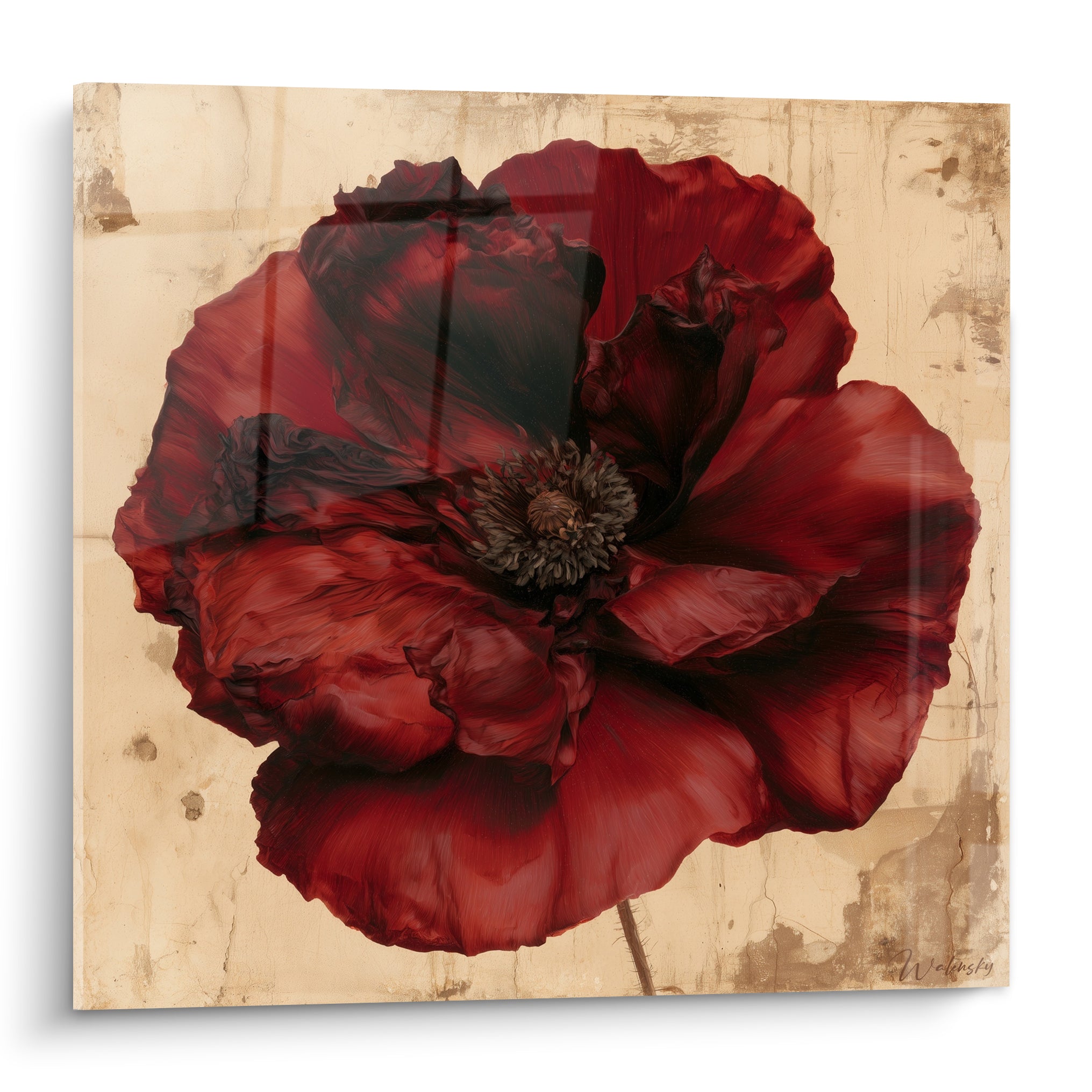 Coquelicot rouge grenat aux pétales froissés sur fond beige patiné texturé