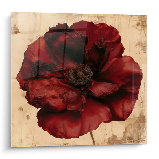 Coquelicot rouge grenat aux pétales froissés sur fond beige patiné texturé