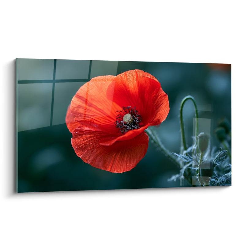 Tableau Coquelicot rouge et vert sombre aux gouttelettes de rosée - Bouton courbé en attente - Edition Coquelicot