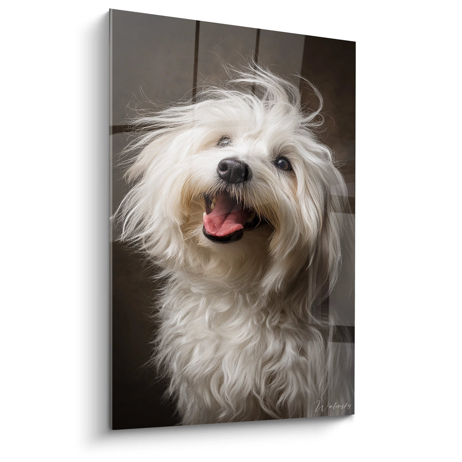 Schilderij van een Witte Hond met Zachte Vacht en Uitstakende Tong - Vrolijk Portret - Editie Coton de Tulear