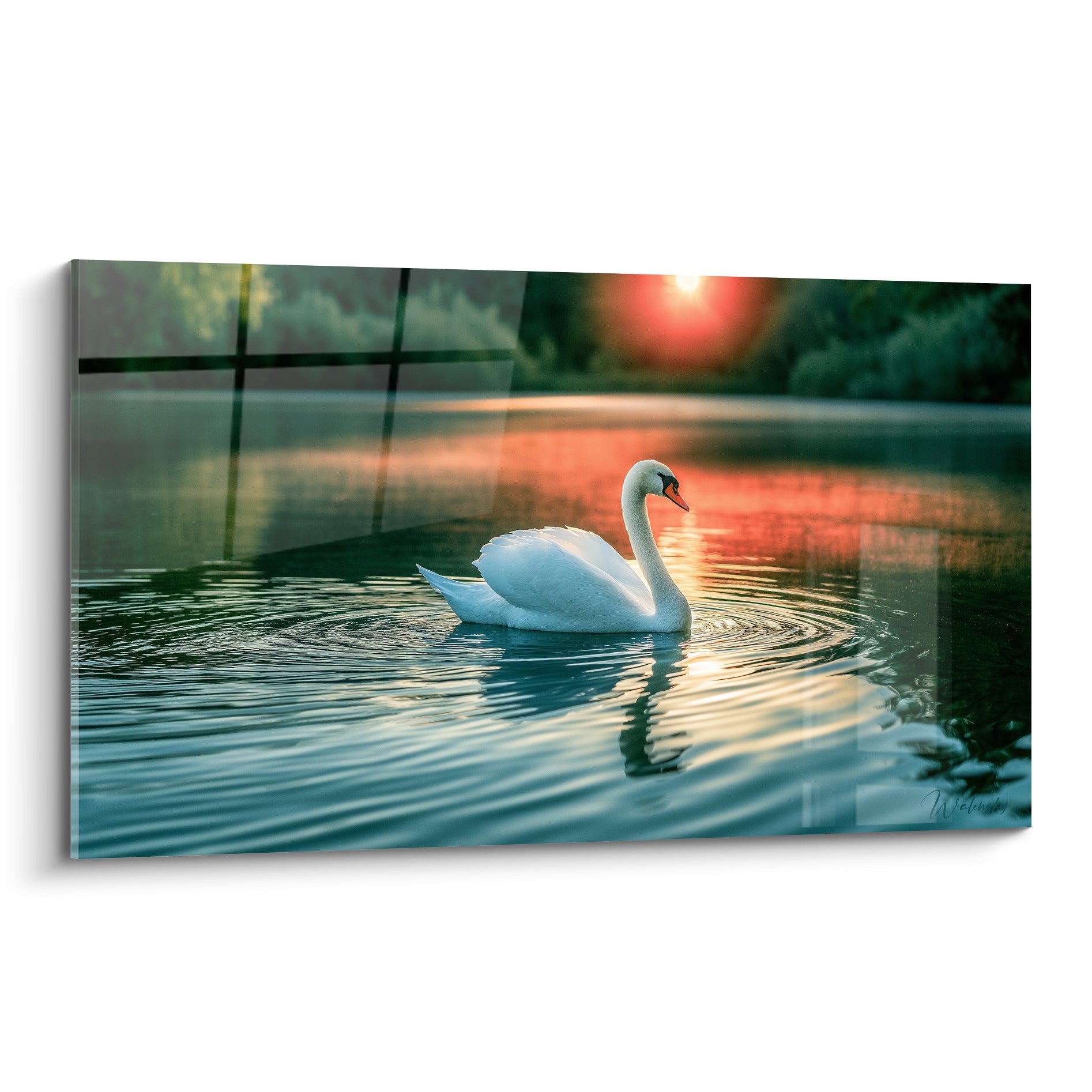 Cygne blanc au bec orangé glissant sur une eau bleu-vert teintée de lueurs orangées.