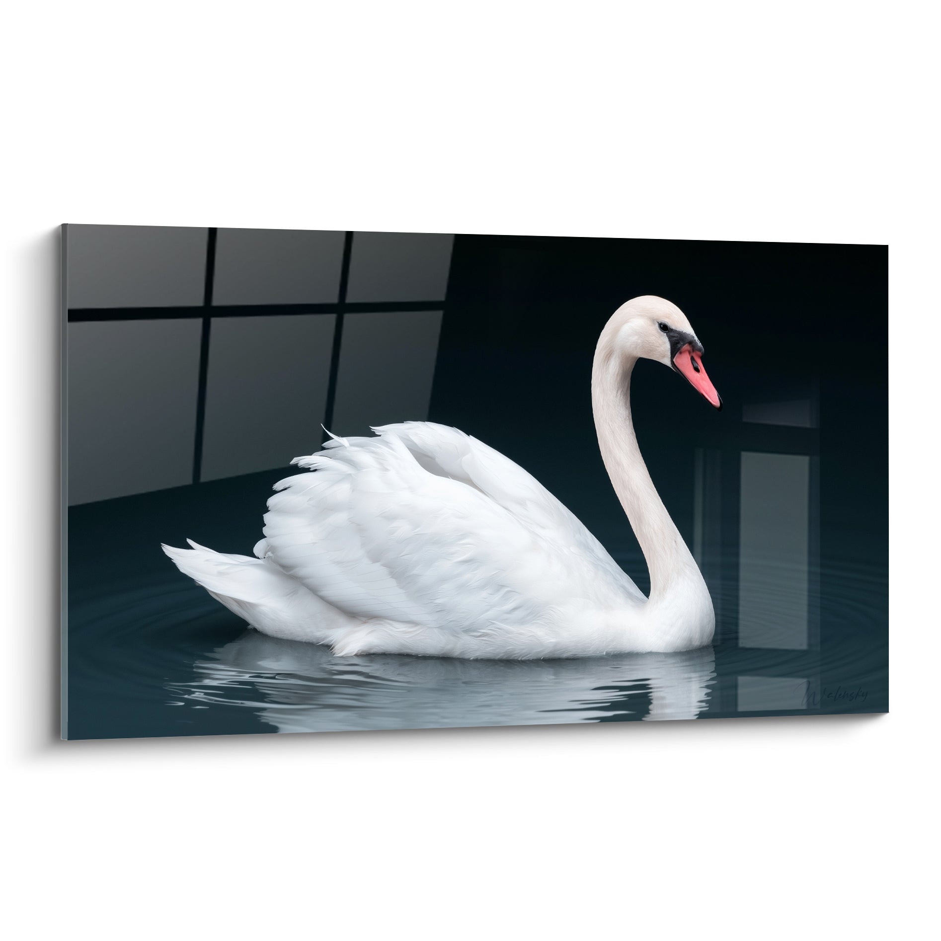 Cygne blanc glissant sur une eau anthracite, plumage détaillé et bec rose corail lumineux
