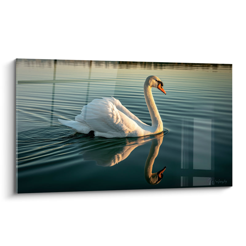 Tableau Cygne blanc et bleu pétrole au bec vif - Reflet miroir parfait - Edition Cygne