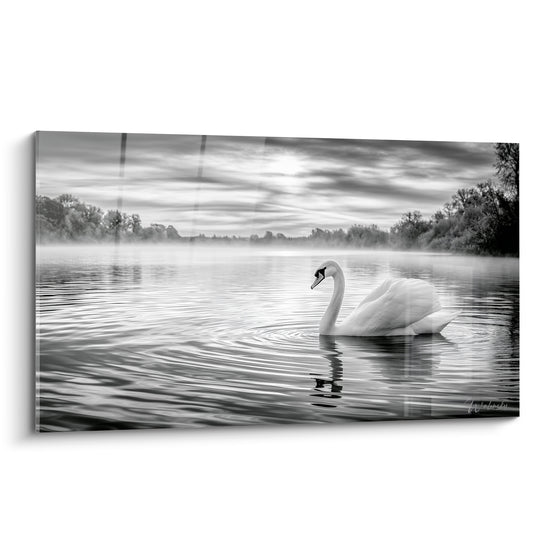 Cygne blanc glissant sur lac brumeux, plumage éclatant, ondes grises concentriques à la surface