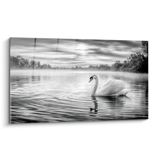 White and Grey Swan Painting on Misty Lake - Distant Wooded Shores - Swan Edition