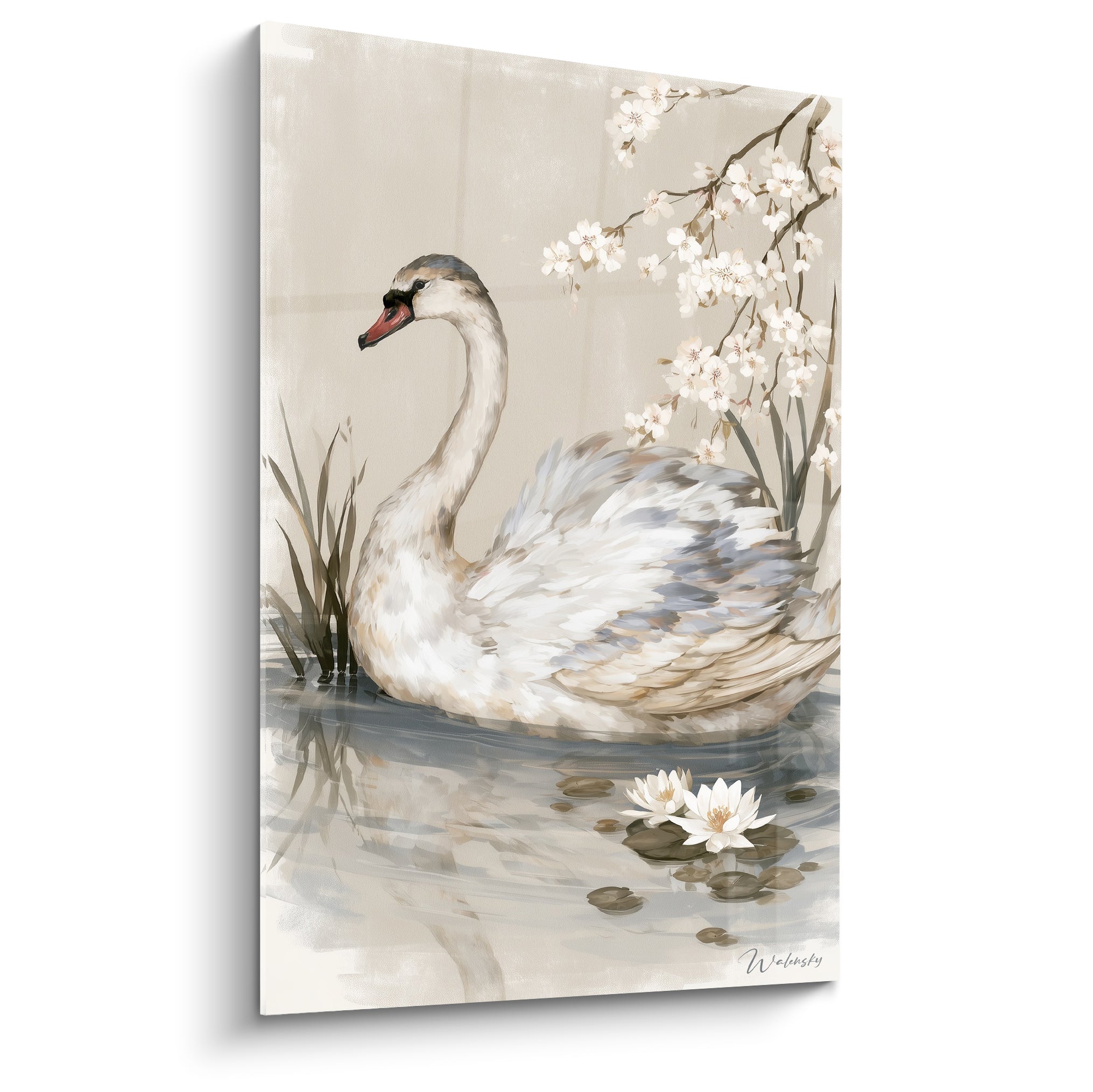 Cygne au plumage beige et gris nageant sous des fleurs de cerisier blanches