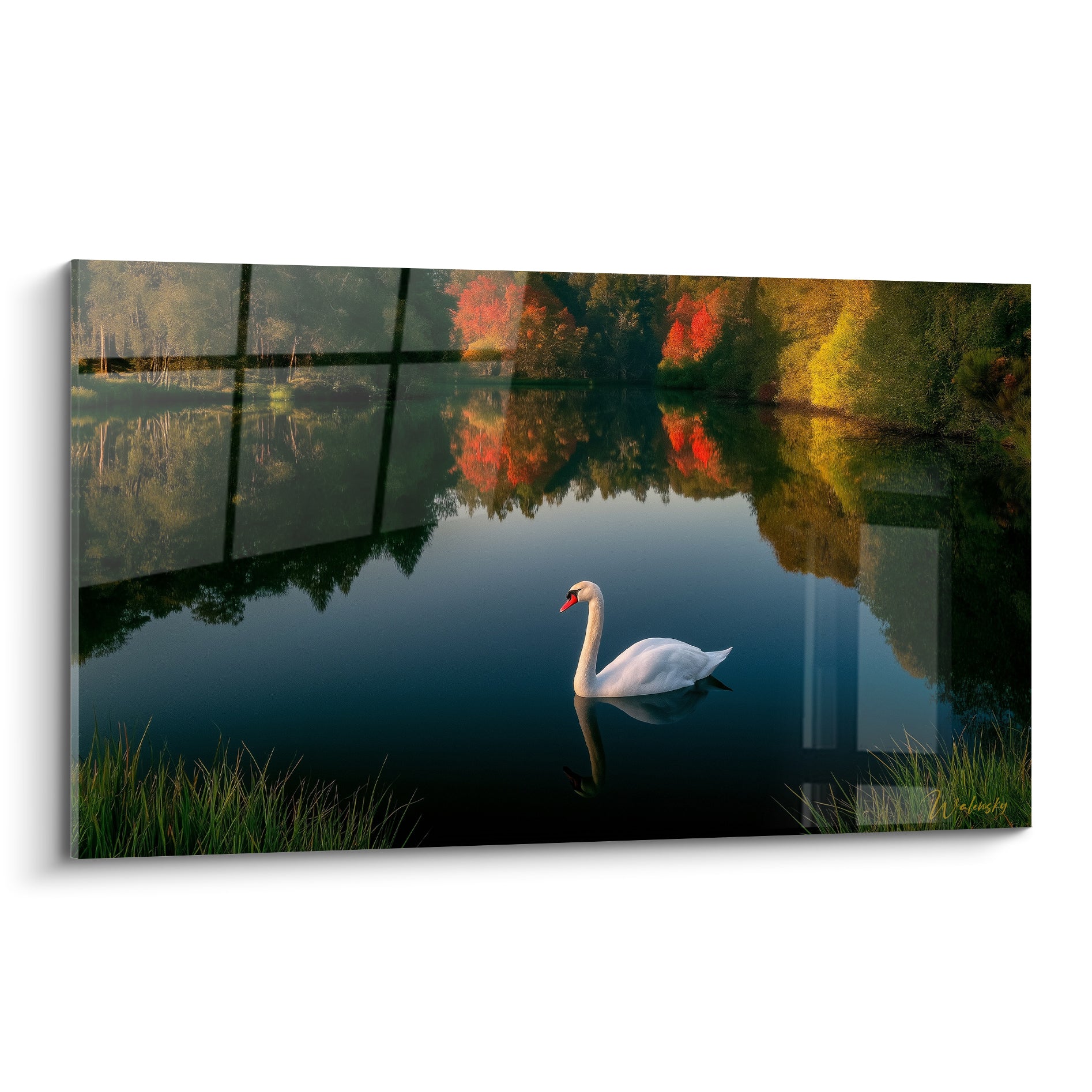 Cygne blanc au bec orangé glissant sur lac anthracite, reflets rouges et dorés d'automne