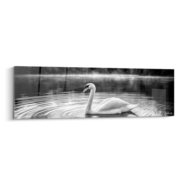 White and Black Swan on Misty Lake - Concentric Ripples - Swan Edition