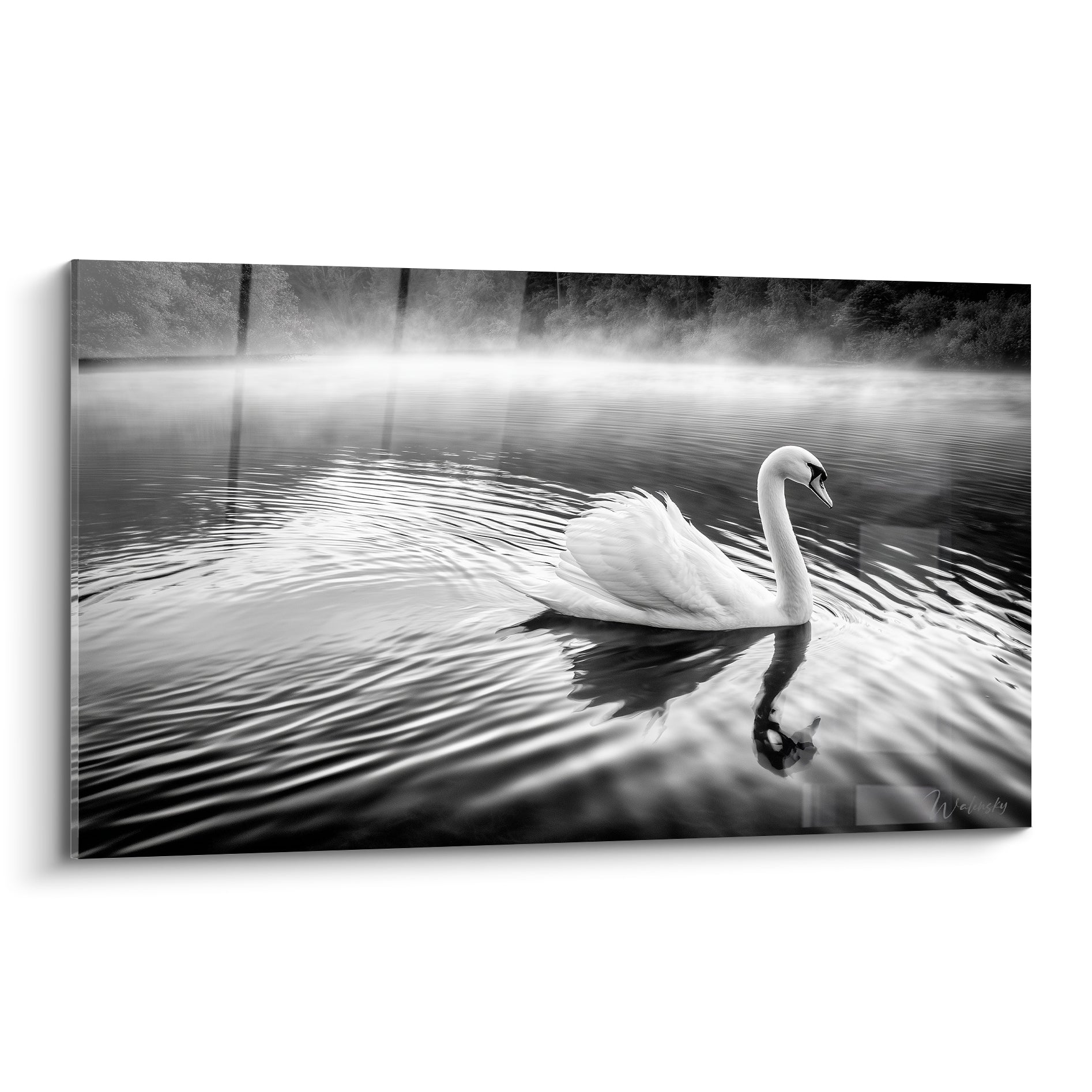 Cygne blanc glissant sur lac brumeux, contraste noir et blanc, reflet miroir dans l'eau