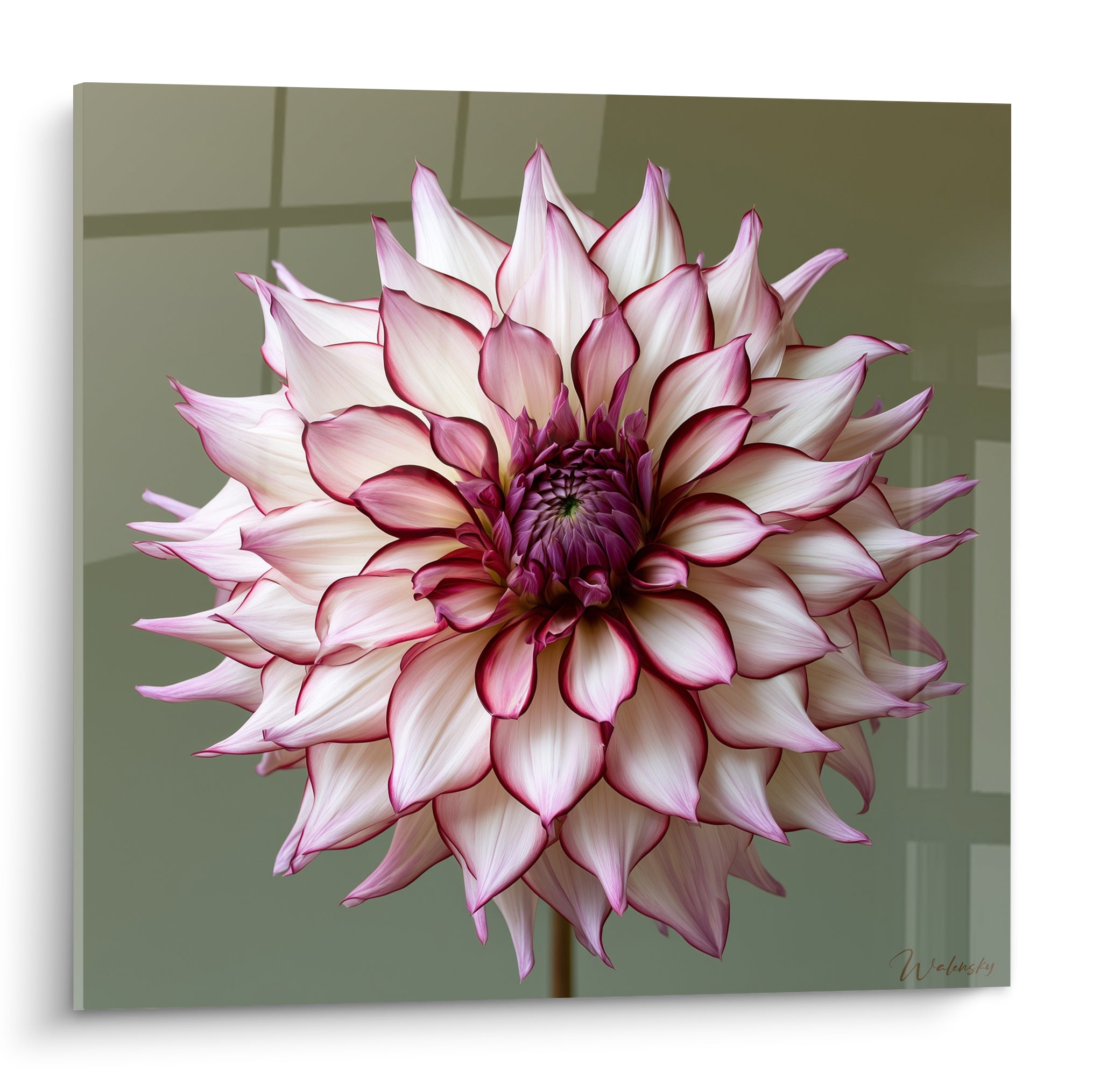 Dahlia blanc aux pétales bordés de fuchsia, cœur pourpre dense, fond vert olive flou