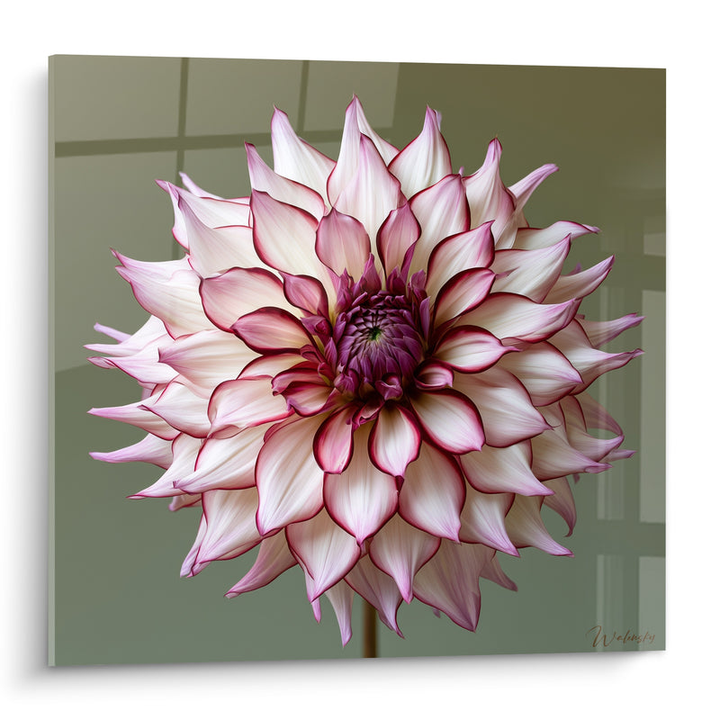 Tableau Dahlia blanc aux pointes fuchsia épanoui - Symétrie parfaite - Edition Dahlia
