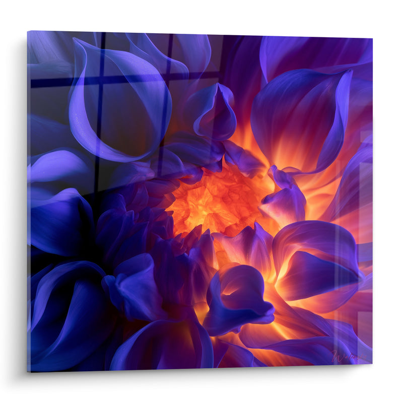 Tableau Dahlia bleu nuit au cœur incandescent - Brasier nocturne - Edition Dahlia
