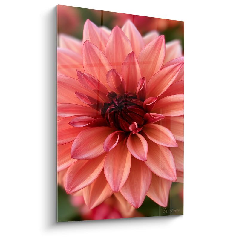 Tableau Dahlia saumon aux pétales pointus et cœur bordeaux - Boutons enroulés centraux - Edition Dahlia