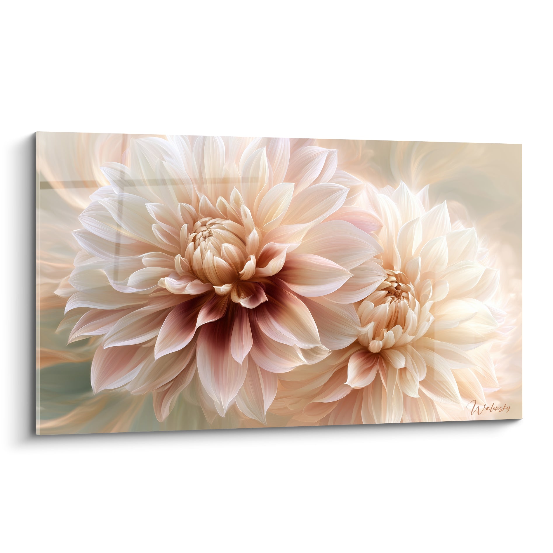 Dahlia ivoire et bordeaux aux pétales soyeux déployés en pleine floraison lumineuse