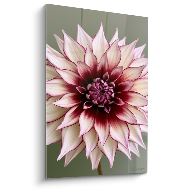 Tableau Fleur ivoire aux pointes bordeaux - Épanouissement délicat - Edition Dahlia