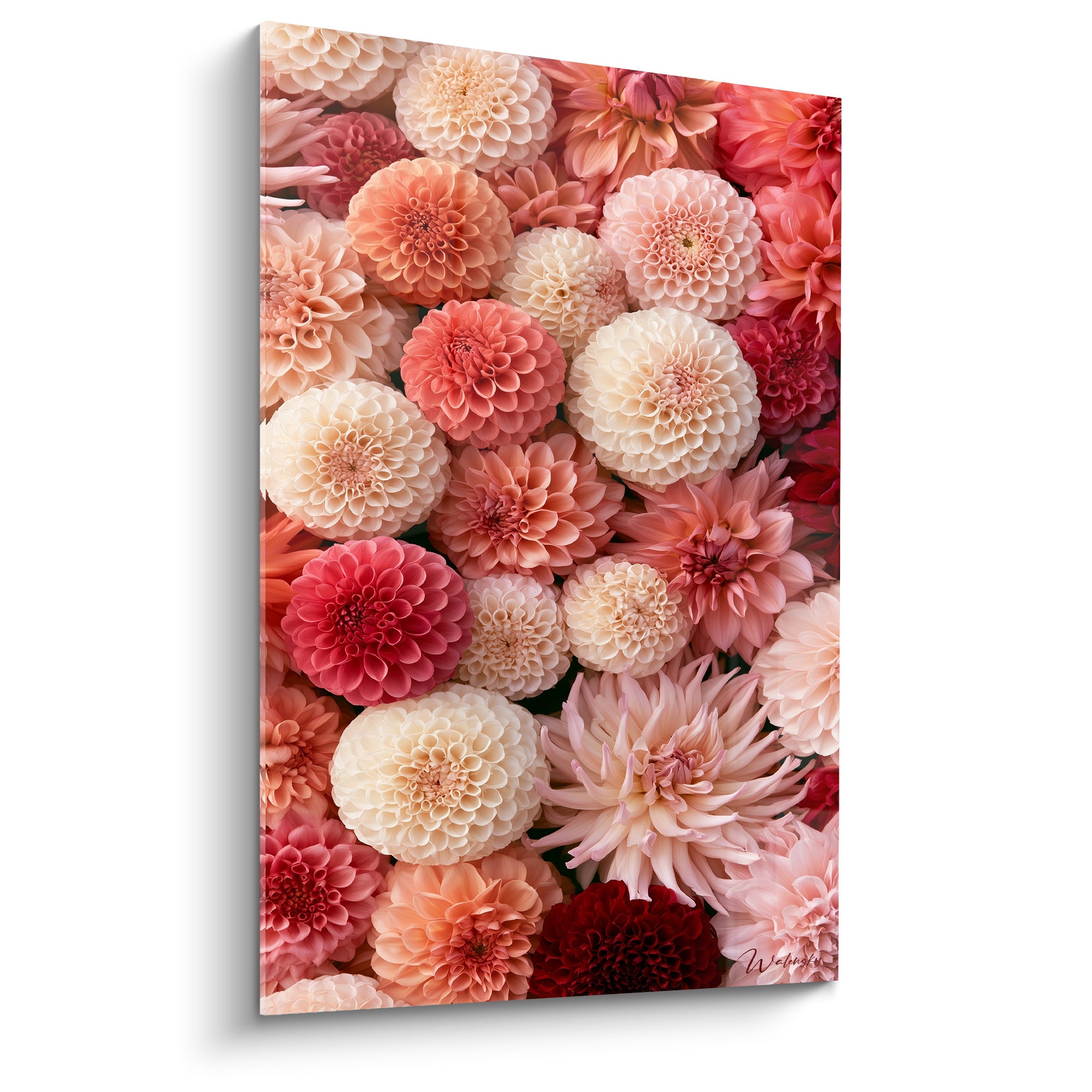 Dahlias ivoire, corail et rouge profond serrés en composition florale dense et texturée