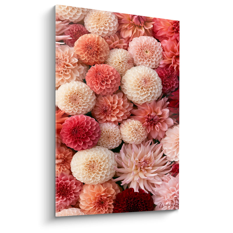 Tableau Dahlias ivoire et corail entrelacés - Récolte florale - Edition Dahlia