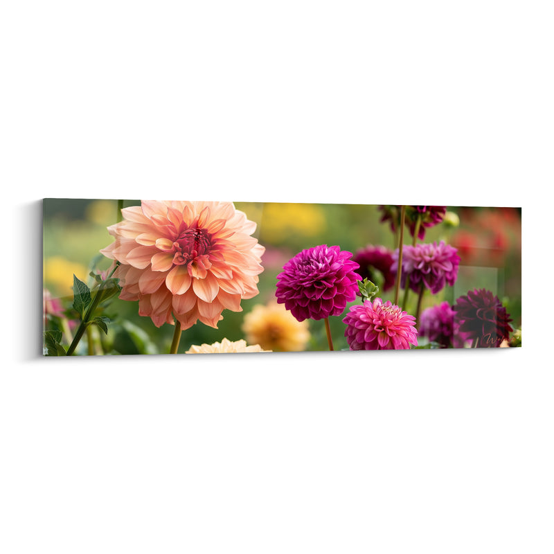 Tableau Dahlia pêche et magenta au premier plan flouté - Panoramique de jardin fleuri - Edition Dahlia