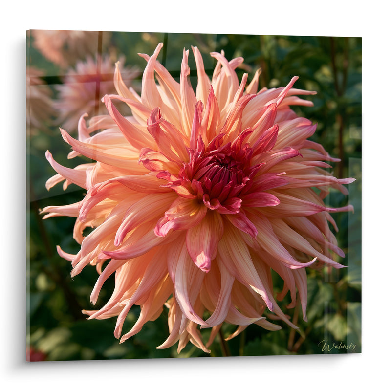 Tableau Dahlia pétales pêche et cœur pourpre - Éclosion solaire - Edition Dahlia