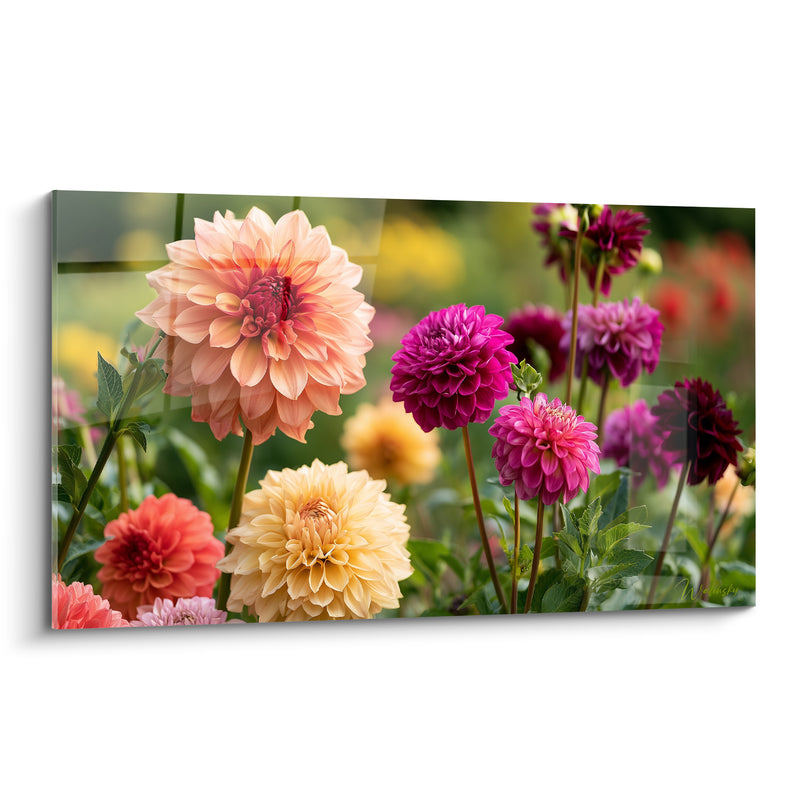 Tableau Dahlias pêche et magenta au jardin foisonnant - Massif multicolore ensoleillé - Edition Dahlia