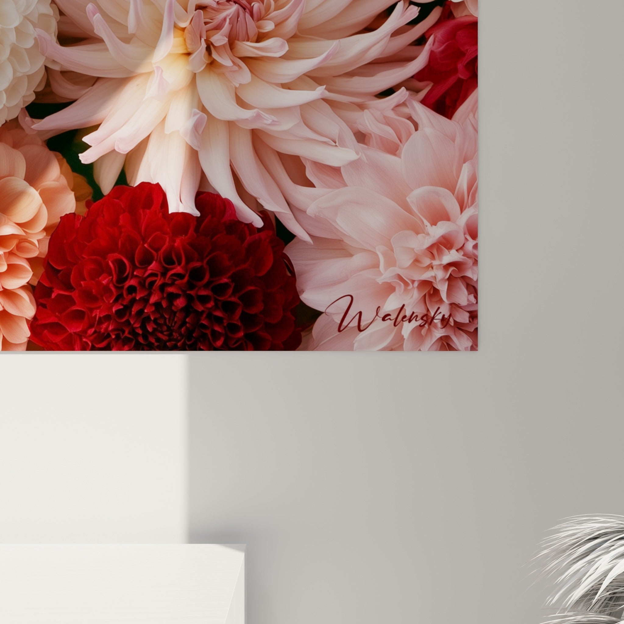 Pétales de dahlia ivoire et corail vus de près, révélant textures veloutées et nuances de rose
