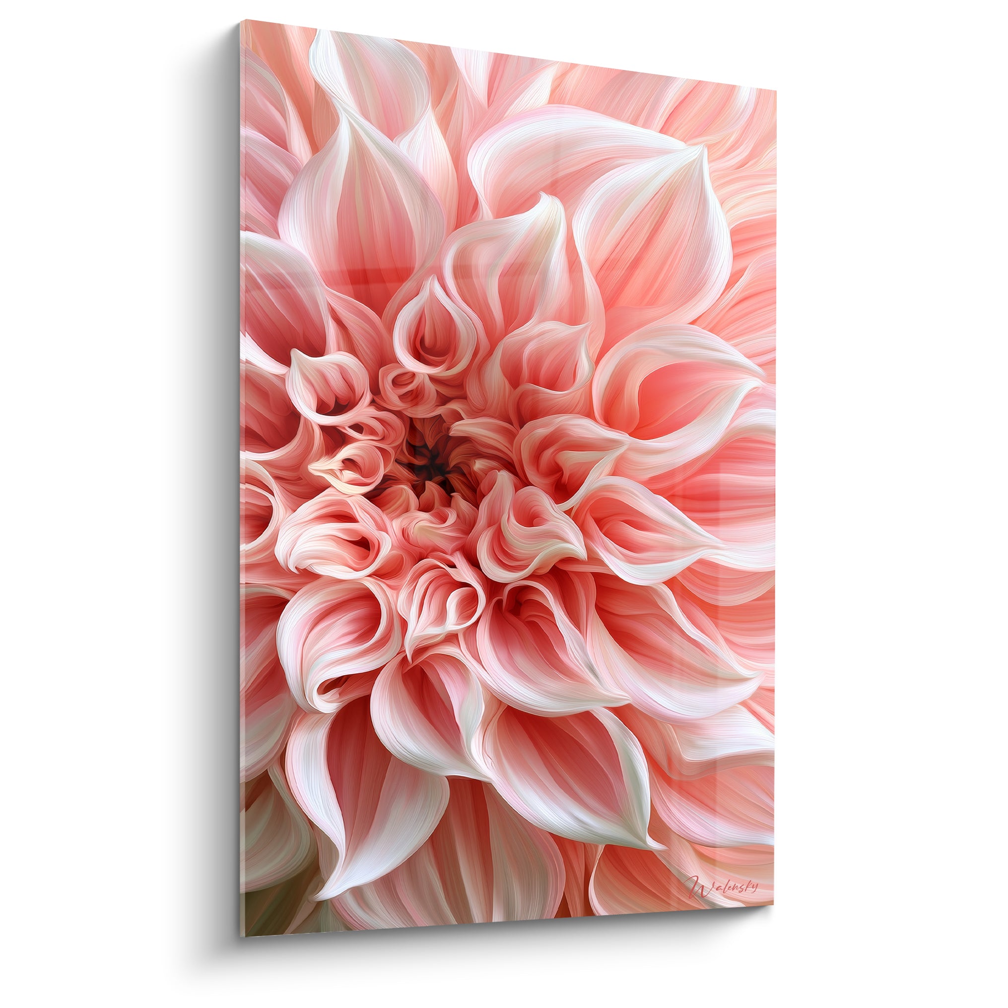 Dahlia rose et blanc aux pétales spiralés, cœur sombre, gros plan floral détaillé sur fond neutre