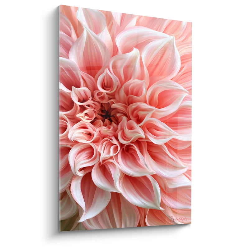 Tableau Dahlia rose et blanc aux pétales incurvés - Cœur brun sombre - Edition Dahlia