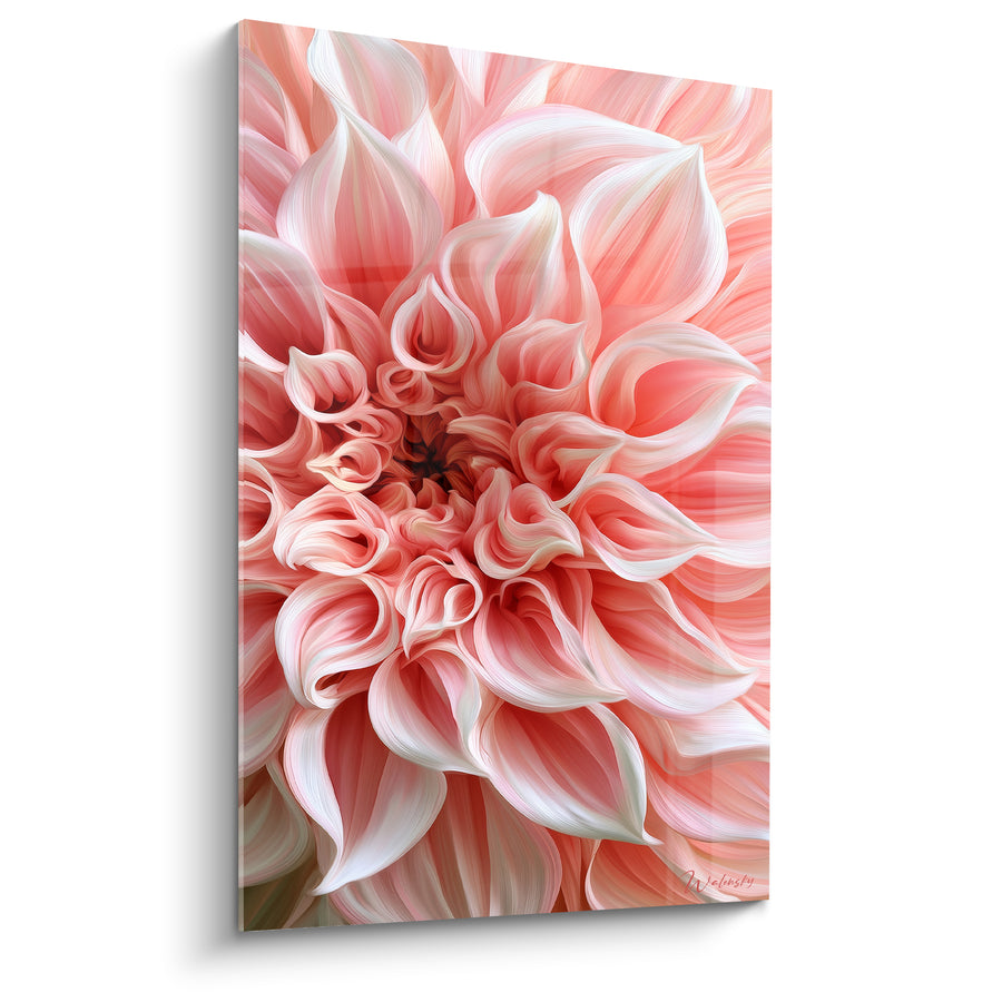 Tableau Dahlia rose et blanc aux pétales incurvés - Cœur brun sombre - Edition Dahlia