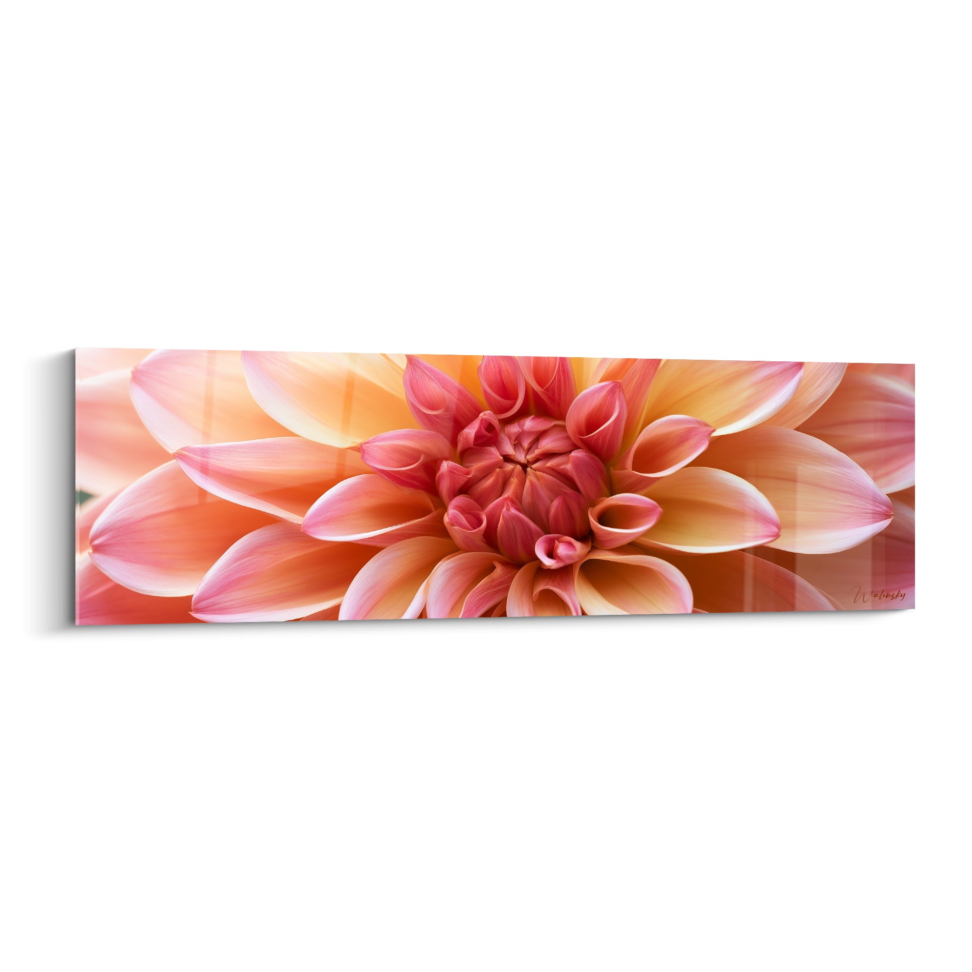 Dahlia rose et pêche déployé en spirale, pétales satinés et cœur corail lumineux