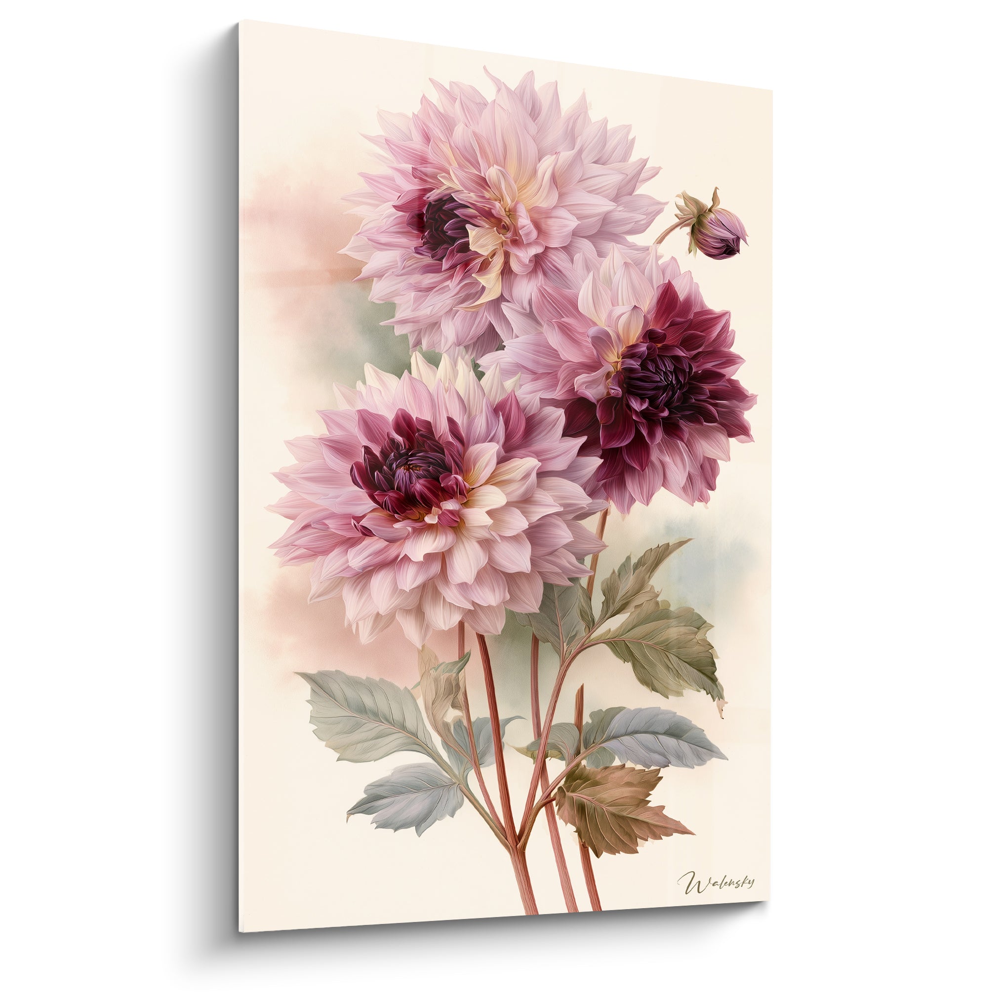 Dahlias roses et pourpres aux pétales déployés, peinture botanique sur fond crème estompé