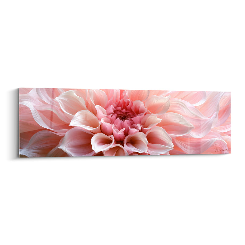 Tableau Dahlia rose et blanc aux pétales soyeux étirés - Cœur carmin profond - Edition Dahlia
