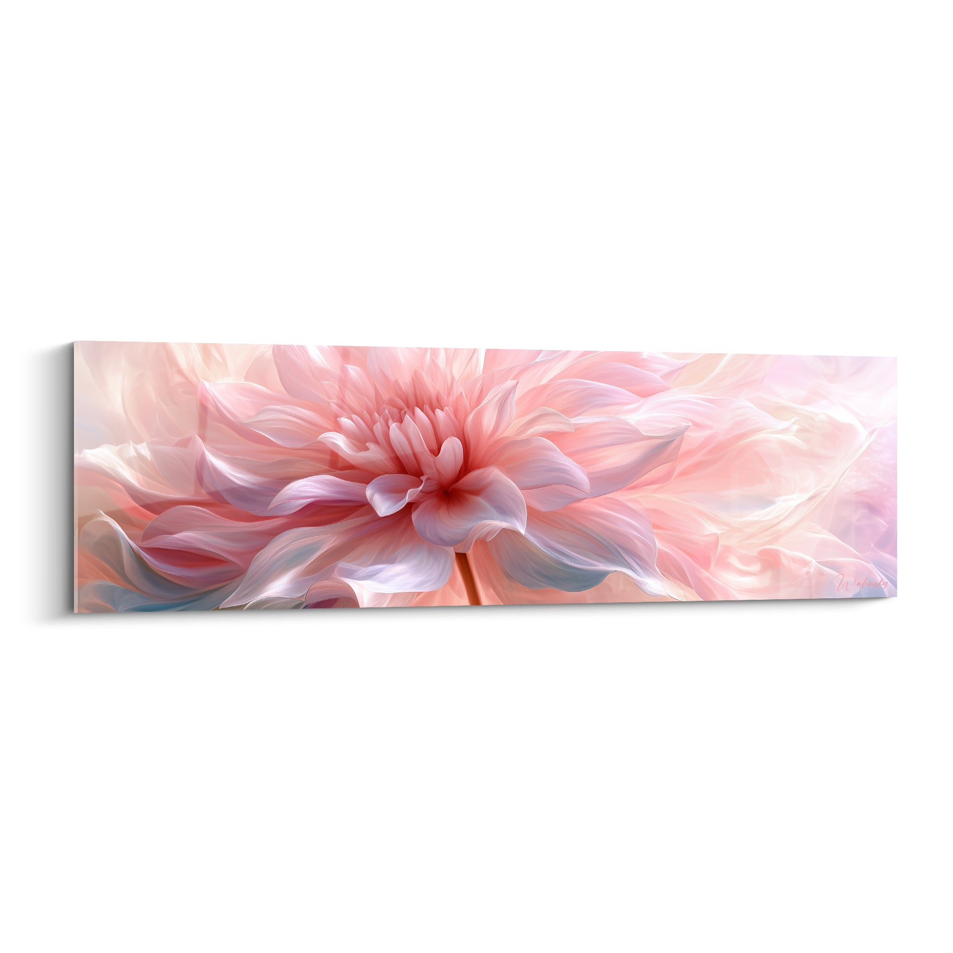 Dahlia rose et blanc aux pétales vaporeux, cœur corail lumineux, format panoramique élégant