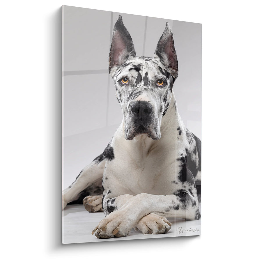 Tableau Dogue Allemand Arlequin aux Yeux Ambrés - Portrait Majestueux - Edition Dogue Allemand