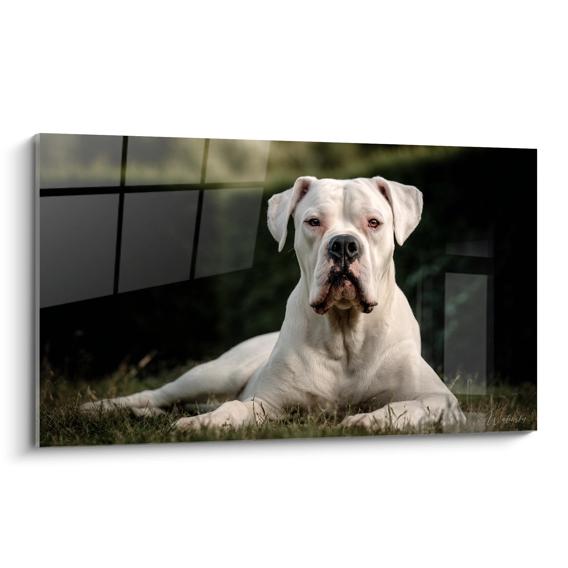 Portrait de Dogue Argentin blanc allongé sur pelouse avec arrière-plan architectural moderne