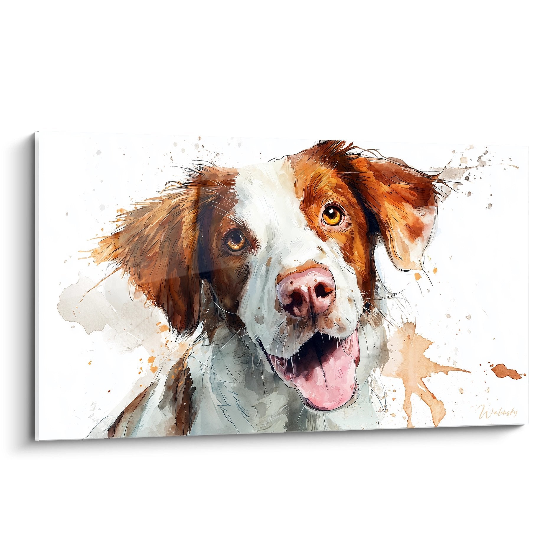 Portrait aquarelle Epagneul Breton roux et blanc aux yeux dores langue rose fond blanc eclaboussures artistiques
