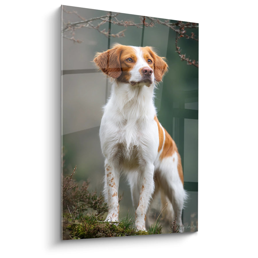 Schilderij van een Bretonse Spaniel, Wit en Rood in Portret - Nobele Blik - Editie Bretonse Spaniel