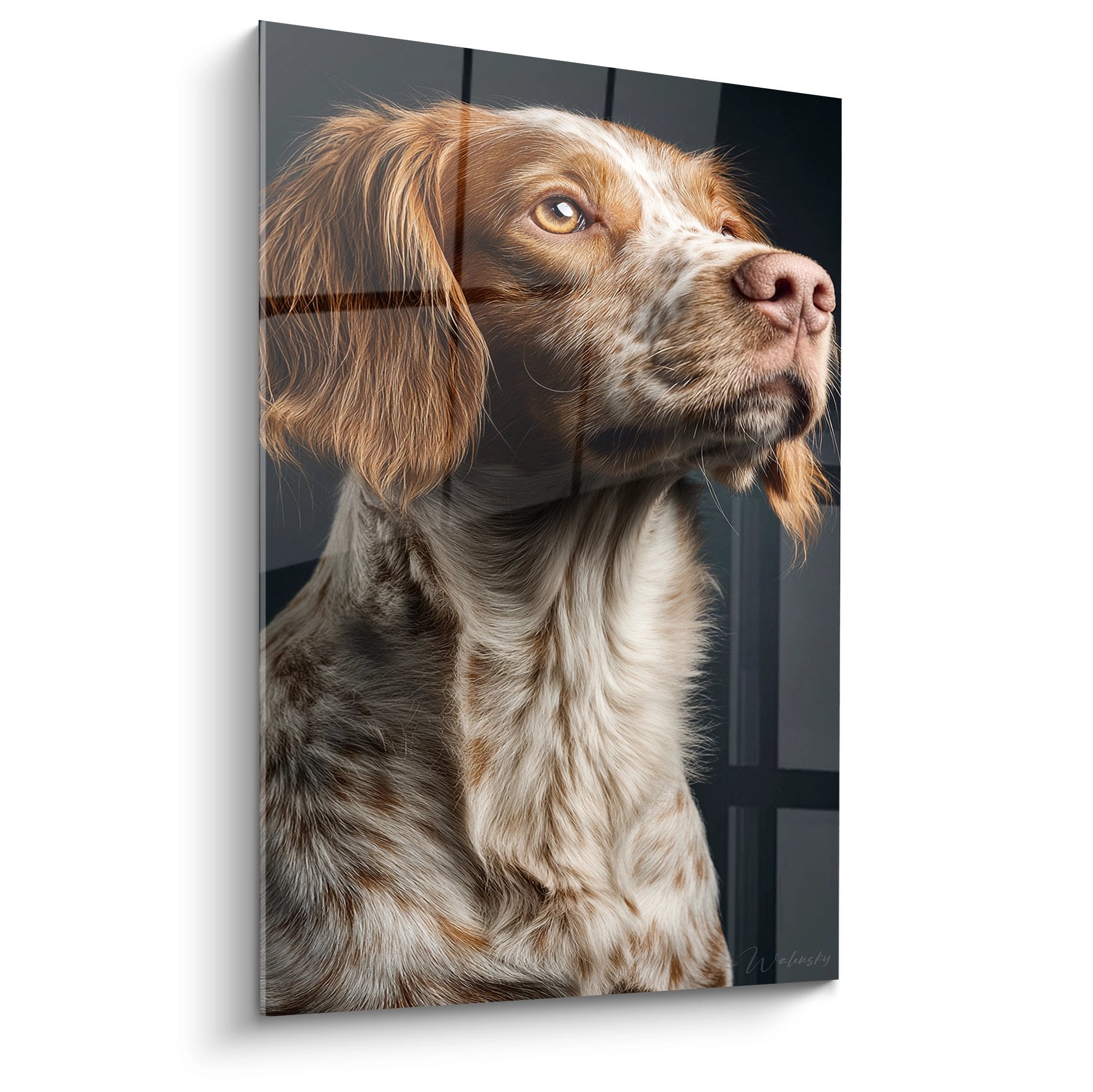 Portrait d'Epagneul Breton au pelage roux et blanc, regard contemplatif, tableau mural art canin