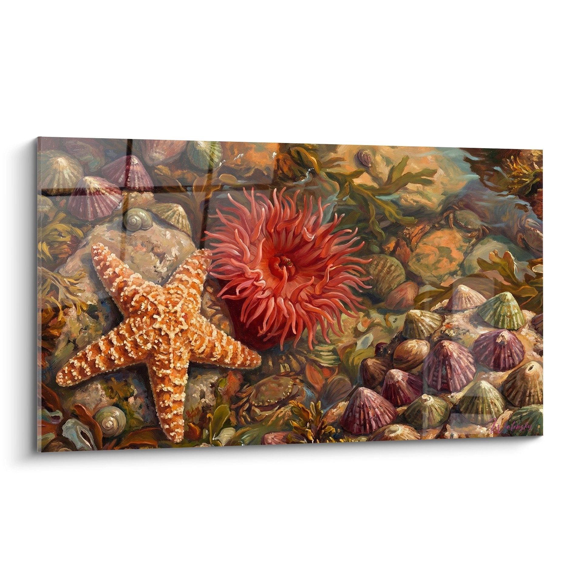 Wandbild Seestern orange und rote Korallenblumenanemone auf Meeresgrund mit farbigen Muscheln - Seestern Kollektion