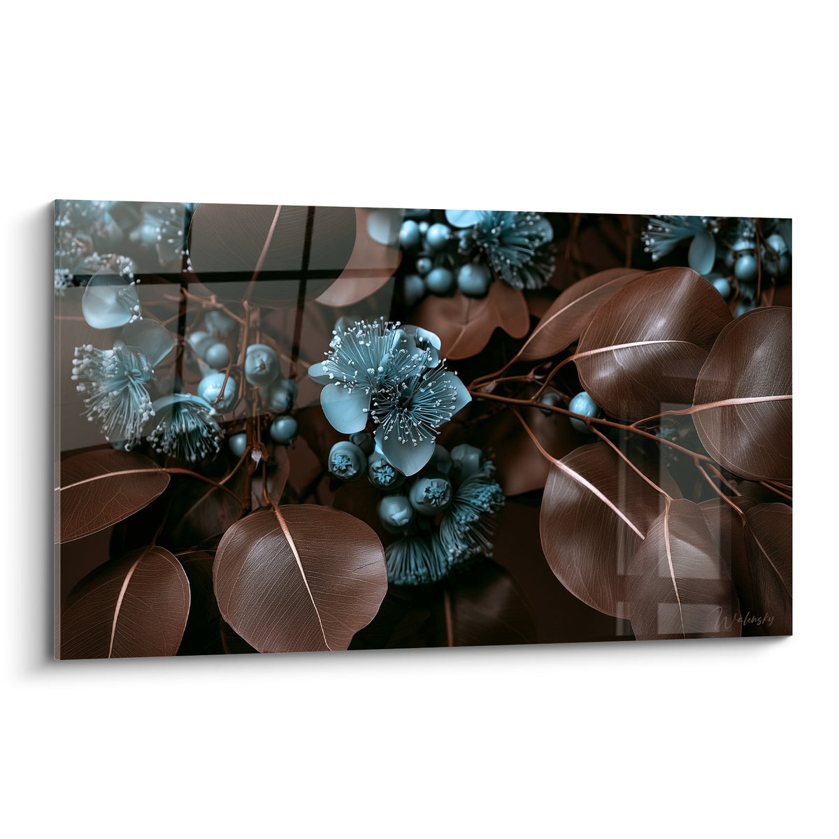 Eucalyptus en fleurs bleu poudré parmi un feuillage brun cuivré aux nervures marquées