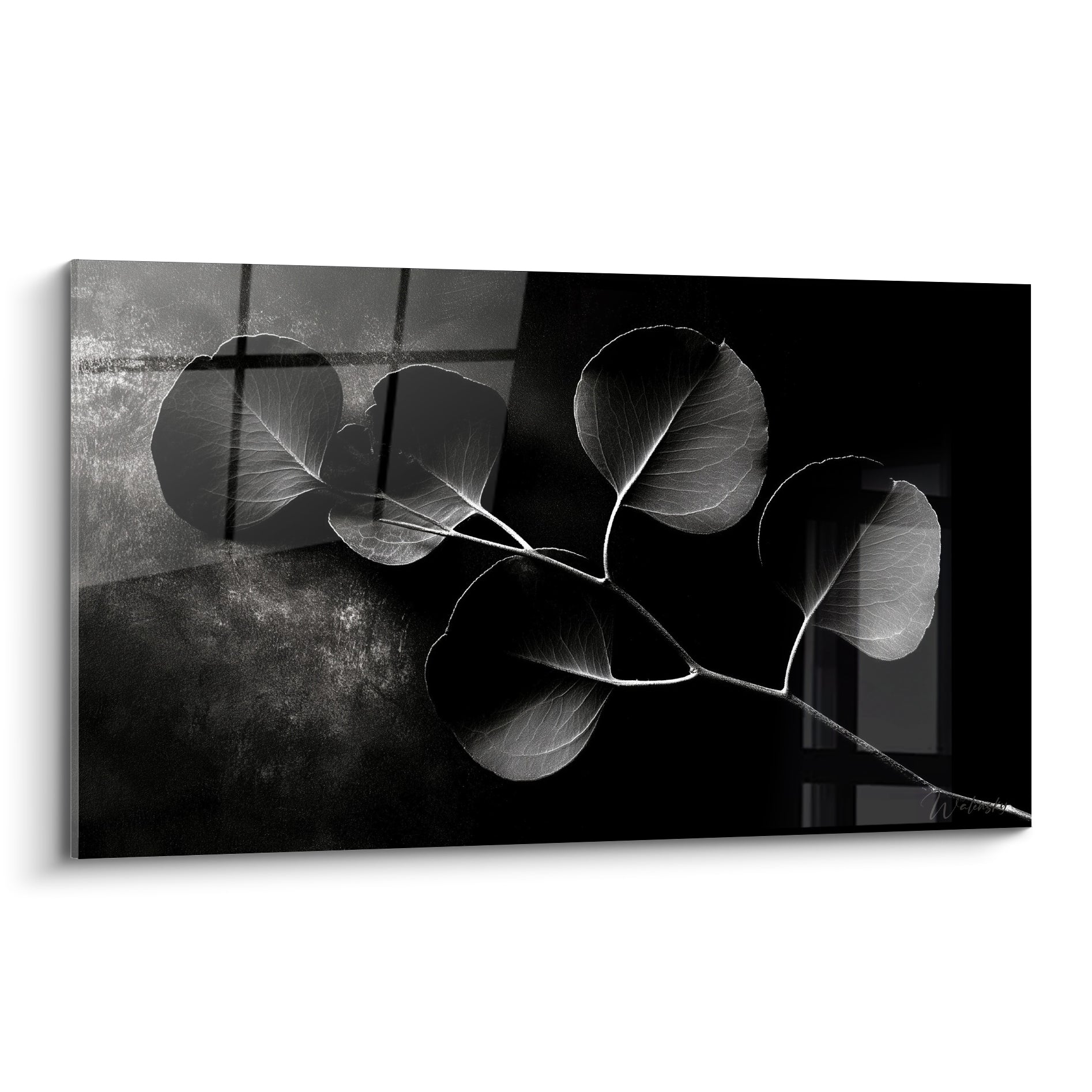 Branche d'eucalyptus noir et gris perle traversée de lumière, feuilles translucides sur fond sombre