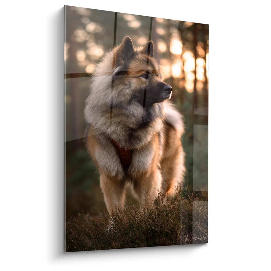 Tableau Eurasier au Pelage Fauve dans la Lumière Dorée - Portrait Majestueux - Edition Eurasier