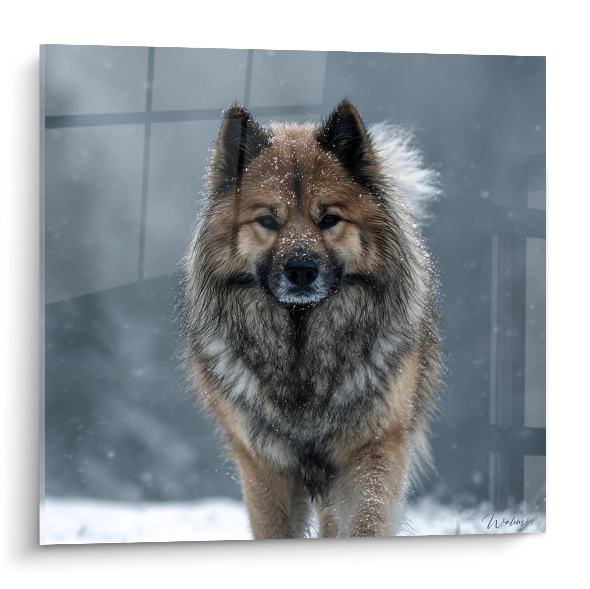 Portrait Eurasier pelage cuivre dans la neige regard intense tons gris et dore tableau mural hivernal