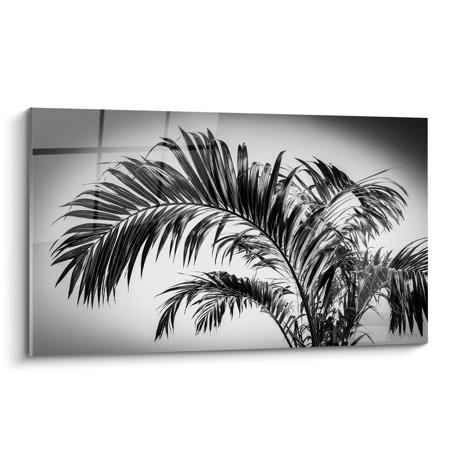 Tableau Palmier noir et blanc aux frondes retombantes - Vignettage photographique doux - Edition Feuille de palmier