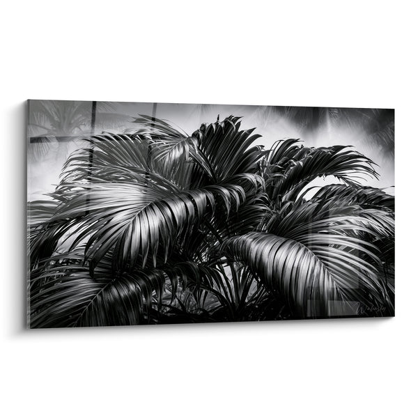 Tableau Palmier noir et blanc au feuillage dense - Brume tropicale - Edition Feuille de palmier