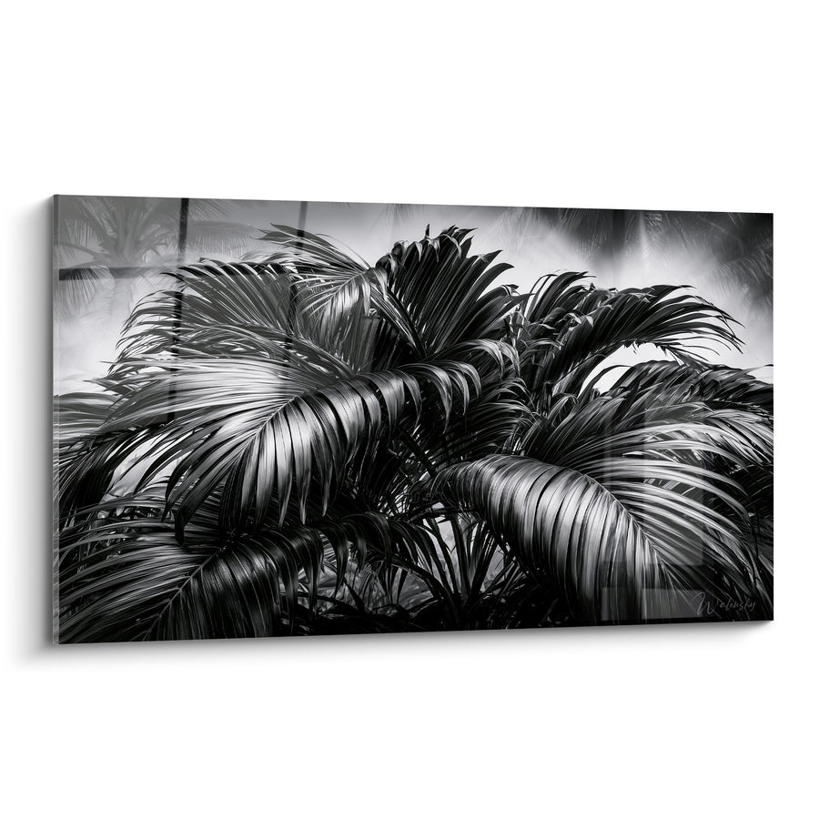 Tableau Palmier noir et blanc au feuillage dense - Brume tropicale - Edition Feuille de palmier