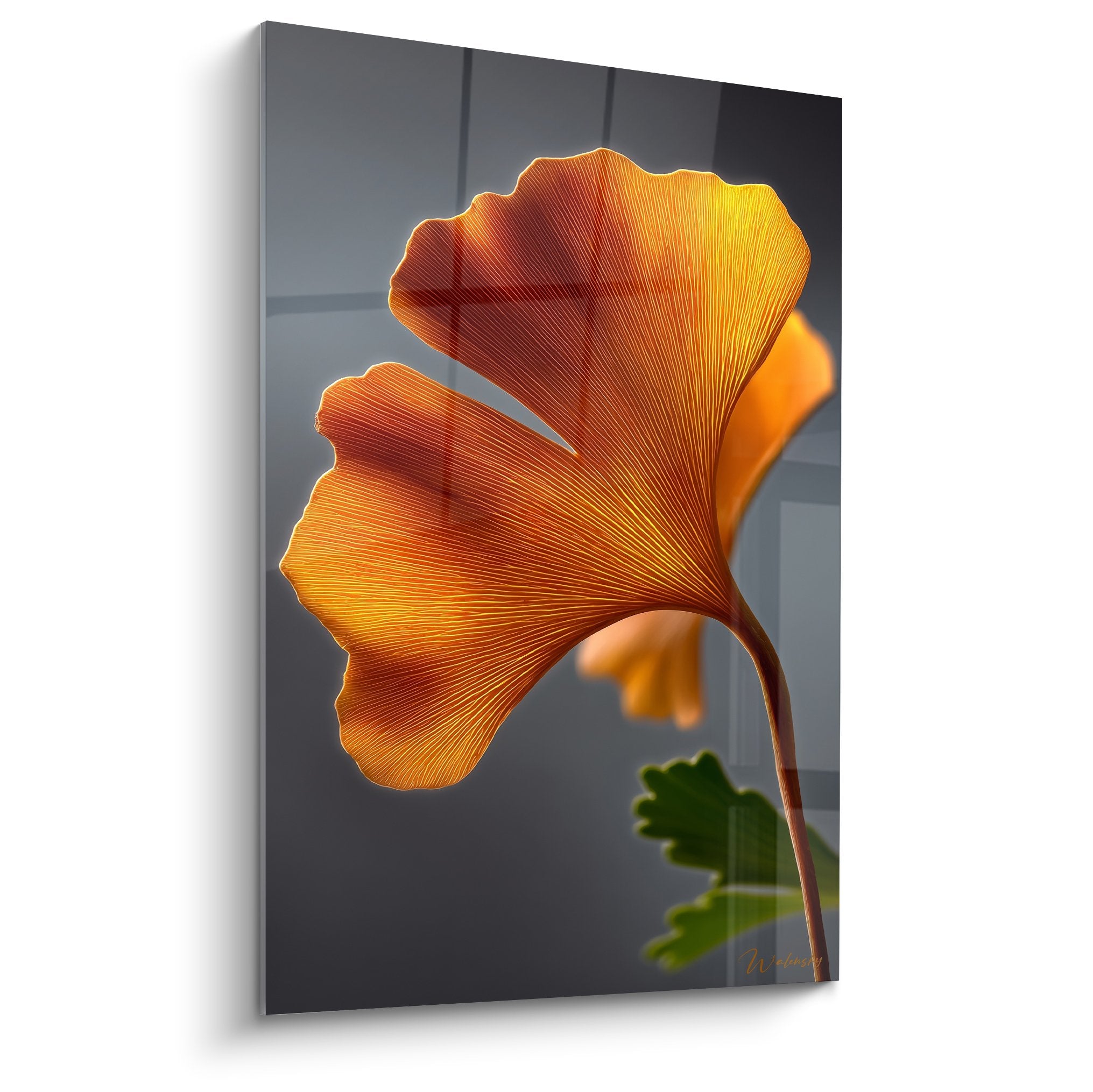 Vergoldetes Ginkgoblatt mit feinen Adern, durchscheinend beleuchtet auf grauem Hintergrund, botanisches Kunstwerk