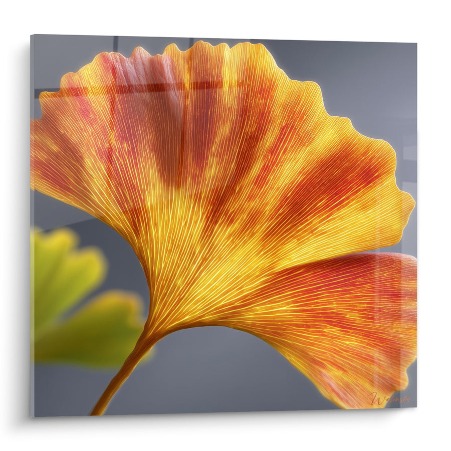 Tableau Feuille de Ginkgo Dorée aux Reflets Oranges et Rouges - Lumière Automnale - Edition Ginkgo