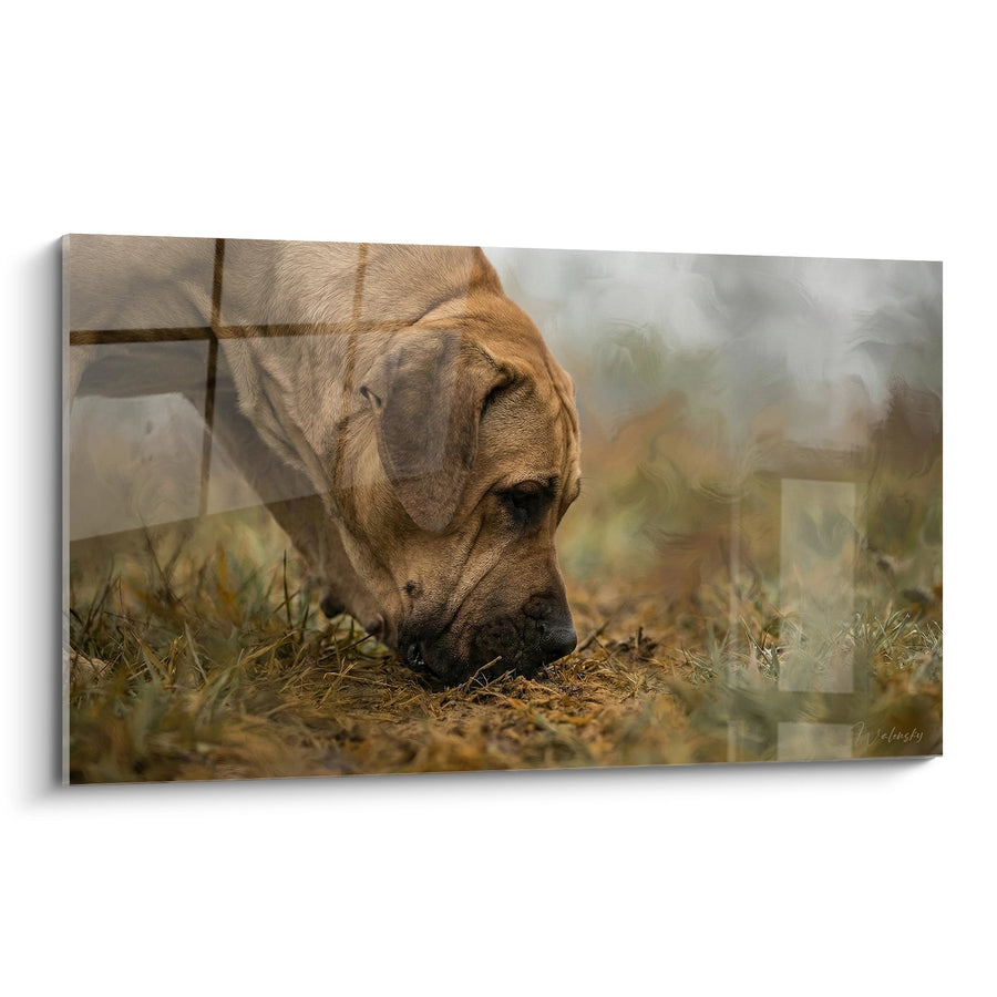 Tableau Chien Fauve Reniflant au Sol dans la Nature - Instinct Sauvage - Edition Fila Brasileiro
